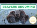 Watch These 3 Beavers Grooming Their Fur: VERY COOL!!!