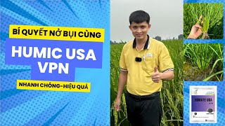 BÍ QUYẾT SỬ DỤNG HUMIC VPN TĂNG SỐ CHỒI TỐI ĐA#caylua #bvtv #humic #agriculture #humicacid #nôngdan