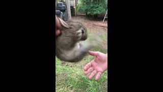 Screaming wild Baby rabbit flys