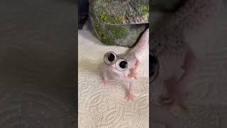 FUNNY GECKO WITH GLASSES!🤓 #shorts
