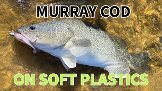 Murray Cod fishing with Soft Plastics!