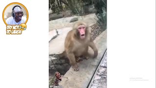 KSI reacts to Funny Monkey Reactions