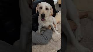 【I was able to grasp it well.♪】＃Labrador Retriever 【＃ラブラドールレトリーバー】#Japan