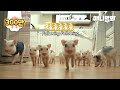 천재 돼지가 열네마리의 동생 돼지들을 혼자 돌보는 법ㅋㅋㅣGenius Pig Plays With 14 Younger Piglets In This Way