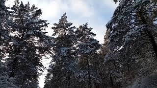 Зима . Красивая природа . Лес . Сосны . Пушистый снег . Релакс