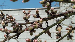 ХОВЛИМИЗДА   ВАХОР🌸🌸🌸🌸🌷🌷🌷🌷🌷🌷