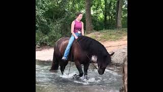 BOONE- 5 yr old Percheron/Quarter Cross Gelding