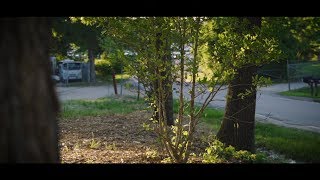 How To: Choosing the Right Tree for Any Location
