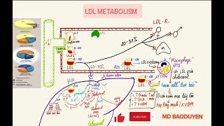 HÓA SINH I LIPOPROTEIN (P.2) I MD BAODUYEN