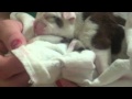 How to feed a struggling puppy, breeder info! How to feed a struggling puppy, breeder info!