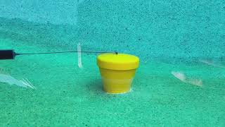 Gunite Pool NIGHTMARE Exposed in Corpus Christi