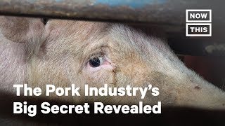 The Pork Industry’s Biggest Secret Revealed | Opinions | NowThis