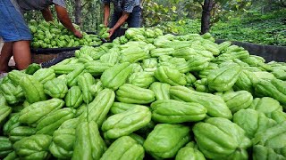How To Grow Millions of Chayote - Chayote Cultivation - Chayote Farming and Harvesting