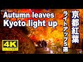 ４K 京都の紅葉ライトアップ　名所5選 清水寺など Autumn leaves in Kyoto Light Up 永観堂 高台寺 北野天満宮 観光 旅行 日本の紅葉 JAPAN 紅葉の名所