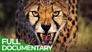Wild Cats - Africa | Free Documentary Nature