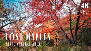 Fall Foliage in Lost Maples State Natural Area | Vanderpool, TX | Texas State Parks in 4K