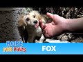 This Hope For Paws rescue video will have a DOG, a FOX and a PIG!!!  WATCH until the end  :-) #story