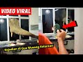 VlRAL Gajah 'CEROB0H' Dapur di Gua Musang Kelantan