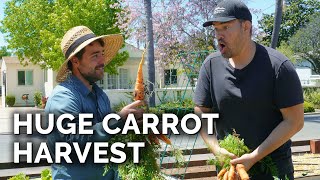 We Harvested TOO MANY Carrots and Turnips!