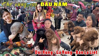 Khai Xuân Chợ Phiên Vùng Cao Đầu Năm Mới - Gà Rừng, Dúi Rừng, Dược Liệu Quý Bày Bán La Liệt