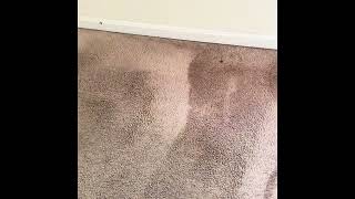 Move In Move Out Carpet Cleaning B Clean Professionals Harrisburg PA