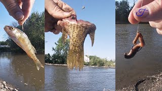 LIVE BAIT vs. CUT BAIT vs. WORMS