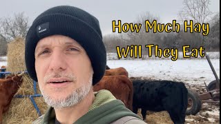 How Much Hay Will Dexter Cows Eat