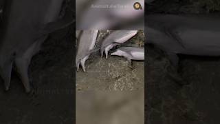 ஏன் டால்பின்கள் இப்படி செய்கின்றன?! | Why dolphins doing this?! | Animaltube Tamil