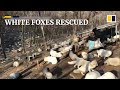 White foxes taste freedom after rescue from Chinese fur farm