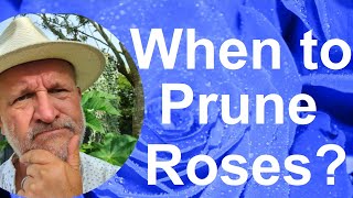 When Do You Prune or Cut Back Your Roses?