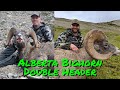 Alberta Bighorn Sheep Hunt: Two Rams Down