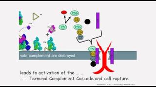Complement Control and aHUS MAC Attack