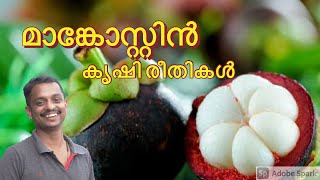 mangostin krishi malayalam #mangostin farming #Mangosteen Plantation #Mangosteen Cultivation