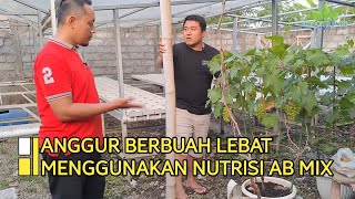 ANGGUR BERBUAH LEBAT MENGGUNAKAN NUTRISI AB MIX