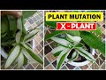 HALF MOON VARIEGATION ON MY CALLISIA FRAGRANS | BASKET PLANT | PLANT MUTATION | PLANTITA MAYUMI