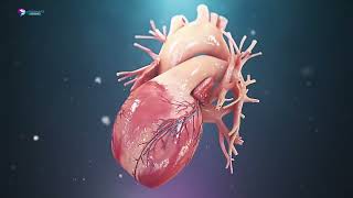 Human Heart Anatomy 3D Medical Animation || @doormedz