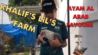 AYAM FAYOUMI || INFO AYAM FAYOUMI DAN KEGUNAANYA