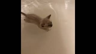 This swimming kitten