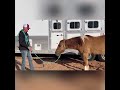 Zoom lesson on how we can better prepare our horse for  The Ferrier