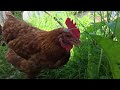 Rolige kæledyr høns hygger sig i det grønne 🌱🐓 sommer 2026