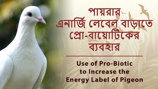 Use of Pro-Biotic to Increase Pigeon Energy Levels FAST! | পায়রার এনার্জি লেবেল বাড়াতে প্রো-বায়োটিক