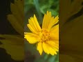 Coreopsis grandiflora is a North American species of perennial plant in the family Asteraceae.