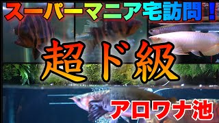【驚愕の透明度を誇るアロワナ用の池】アジアアロワナメタルレッドF4が泳ぐ池が凄すぎた！　熱帯魚AQUARIUMアクアリウム