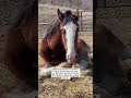 Rescue Horse Can Lie Down! - He Is Feeling Better!!!❤️#shorts #auction #horse