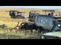 Angry Buffalo Attacks Vehicle!