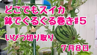 どこでもスイカ🍉No.５ベランダでも簡単！鉢でぐるぐる仕立て/いびつは切取り