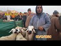 سوق السبت اولاد النمة جهة بني ملال 09/11/2024 مع ثمن 🐏🐑🇲🇦