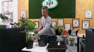 Repotting Monstera into selfwatering plastic pot.