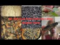 How to prepare mopane worm 🐛 | They love them.