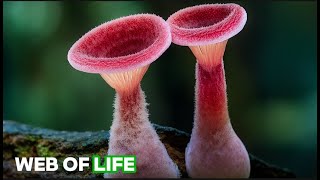 The Wonderful and Mysterious World of Fungi